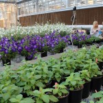 California drought could boost indoor farming demand Greenhouse