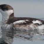 National Park Service produces Marbled Murrelet rap video Marbled Murrelet