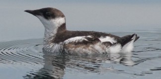 National Park Service produces Marbled Murrelet rap video Marbled Murrelet