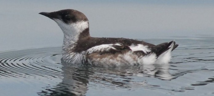 Marbled Murrelet Marbled Murrelet