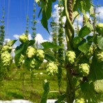 Ohio hops.plant