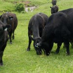 Angus cattle grazing