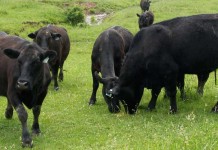 Ohio Beef School explores phases of production Angus cattle grazing