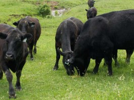 Angus cattle grazing