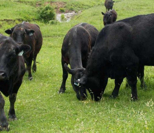 Angus cattle grazing
