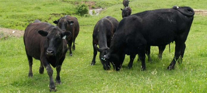 Angus cattle grazing