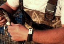 Banding birds helps us learn where migration takes them banded wood duck