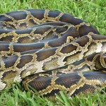 Python Challenge open to fearless hunters Burmese Python