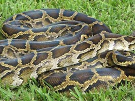 Burmese Python