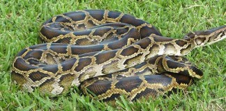 Python Challenge open to fearless hunters Burmese Python