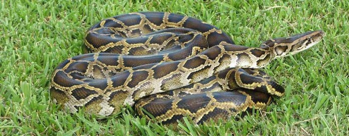 burmese-python Burmese Python