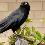 Crafty crows are smarter than we think crow perched on post