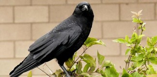 crow perched on post