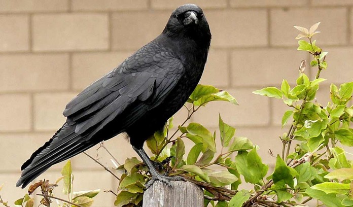 crow perched on post crow perched on post