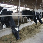 dairy compost.indoe feed