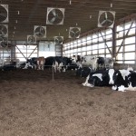 dairy compost.indoe pack