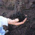 dairy compost.kozak compost