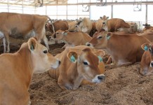 Compost barns a viable option for Ohio dairies Compost pack