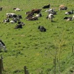 Livestock producers should beware of rabies Holstein dairy cows on pasture
