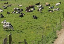 Conservation dairy farming could help Pa. meet Chesapeake goals Holstein dairy cows on pasture