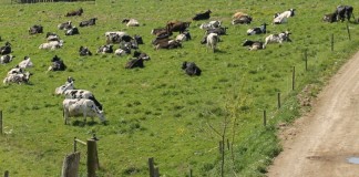 Holstein dairy cows on pasture