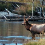 See more Pennsylvania elk, live or online elk standing by water