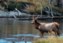 See more Pennsylvania elk, live or online elk standing by water
