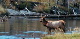 elk standing by water
