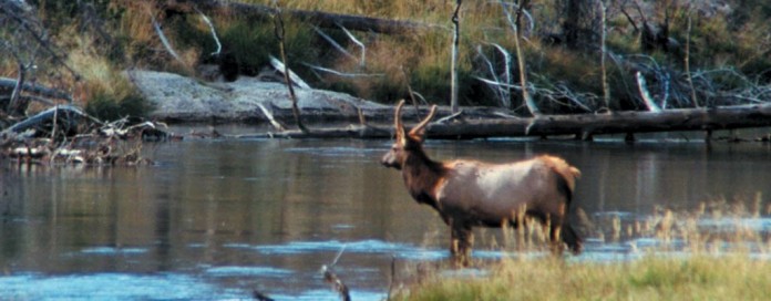 elk standing by water elk standing by water