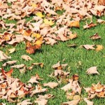 When should I fertilize my lawn and garden? fall leaves on grass