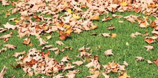When should I fertilize my lawn and garden? fall leaves on grass