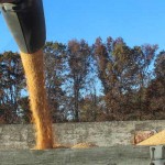 Good grain market news is harder to find harvesting and pouring corn