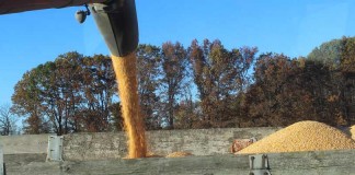 Dissecting the Sgt. Schultz market harvesting and pouring corn