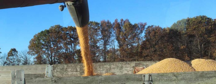 harvesting and pouring corn harvesting and pouring corn