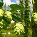 Growing hops hops plant