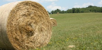 large round hay bale in field