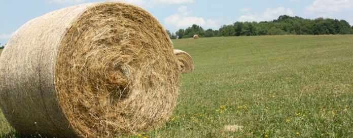 large round hay bale large round hay bale in field