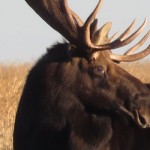 North Dakota pheasant hunting gone awry moose