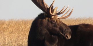 North Dakota pheasant hunting gone awry moose