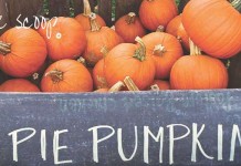 Here’s the scoop on cooking and baking with pumpkin pie pumpkins in crate