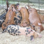 Pork suppliers should limit expansion plans