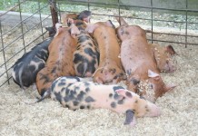 Pork suppliers should limit expansion plans