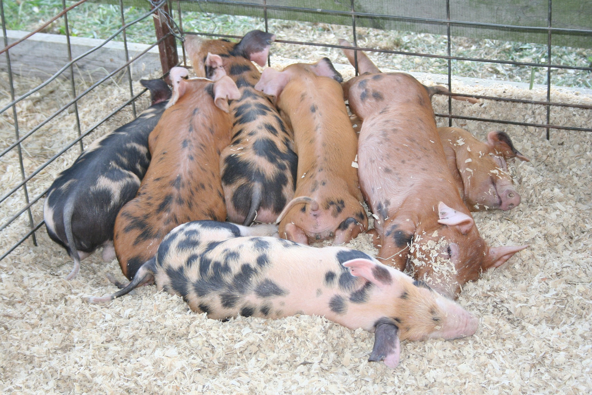 Pork suppliers should limit expansion plans