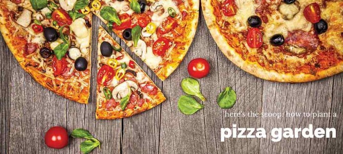 pizzas on wood table pizzas on wood table