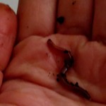 Vermicomposting: How to turn waste into compost over winter red wriggler worm for composting