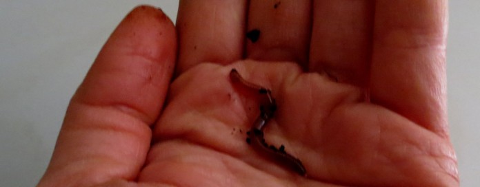 red wriggler worm red wriggler worm for composting