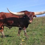 11_05 dickinson bull