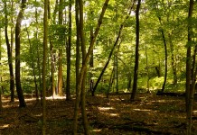 Ohio landowners in 57 counties eligible for ag easement funds Clean Ohio Fund easement for woods