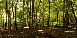 Ohio landowners in 57 counties eligible for ag easement funds Clean Ohio Fund easement for woods
