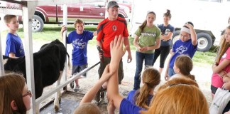 DairyPalooza cow clipping